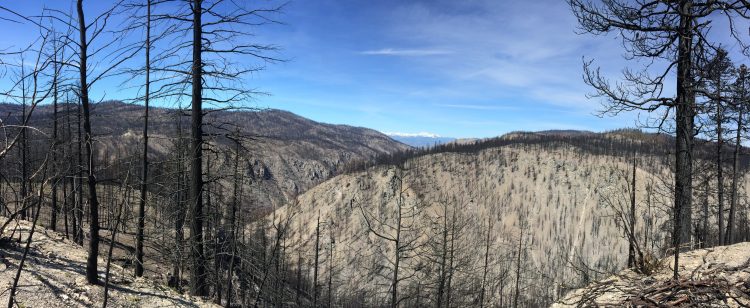 view of fire impacts
