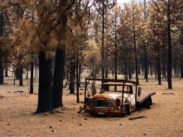 burned forest