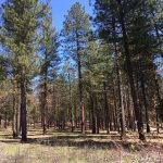 treated forest