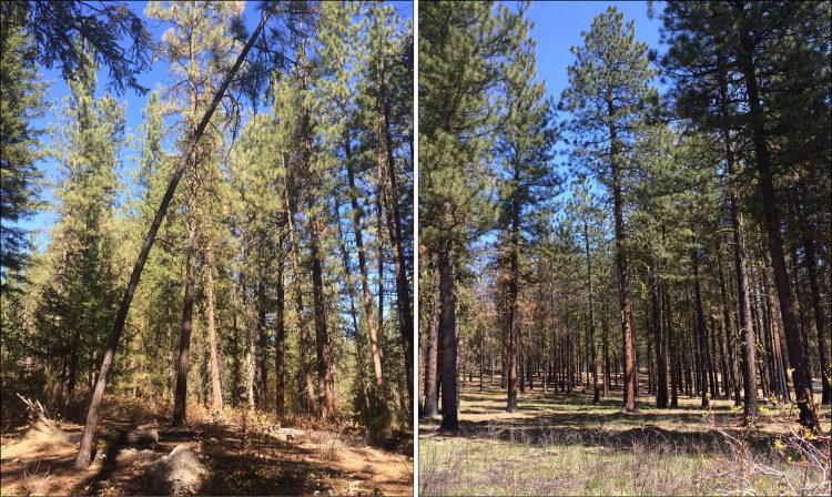comparison of treated vs. untreated forests