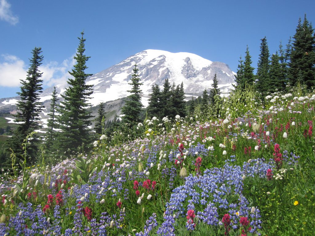 Climate change at Mount Rainier expected to increase ‘mismatch’ between