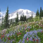 A meadow filled with wildflowers in full bloom on the slopes of Mount Rainier.