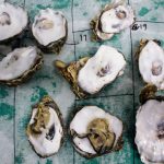 shucked oysters