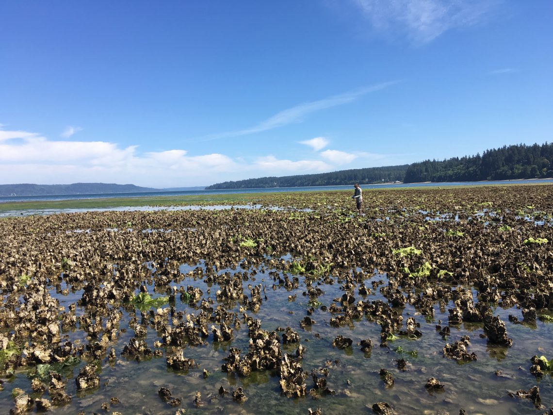 Ocean acidification impacts oysters’ memory of environmental stress