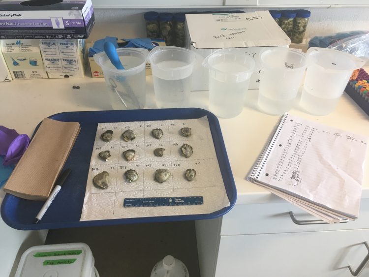 oysters being measured