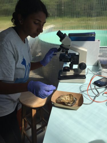 examining oyster tissue