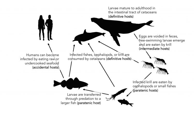 life cycle of anisakis worms