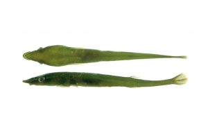 A Green Rat Clingfish, Barryichthys algicola, from St. Helens, Tasmania.