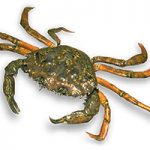 The European green crab