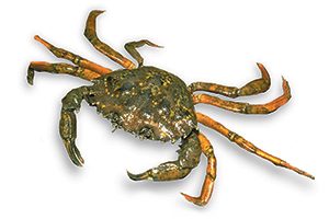 The European green crab