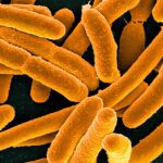 A close-up image of E. coli bacteria.