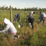 pickers in field