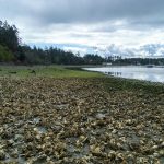 oysters on beach