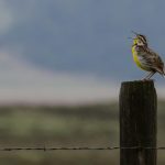bird on a post