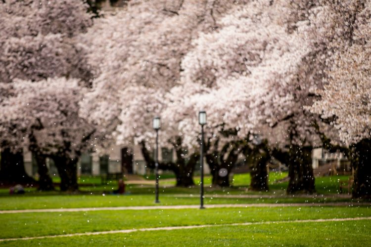 petals falling off cherry blossom trees