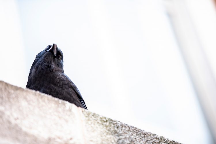Crow looks down from the top of a wall