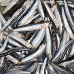 silver fish