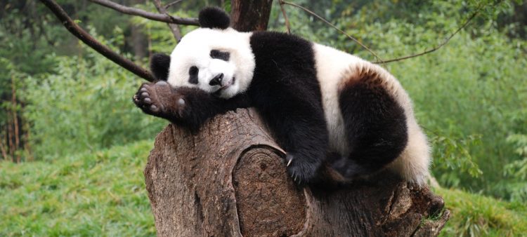 Panda sleeping on stump