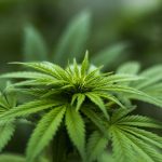 up-close view of marijuana plant