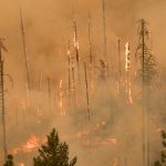 forest on fire