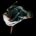 a female anglerfish with a male attached