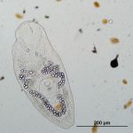 close up of a parasite