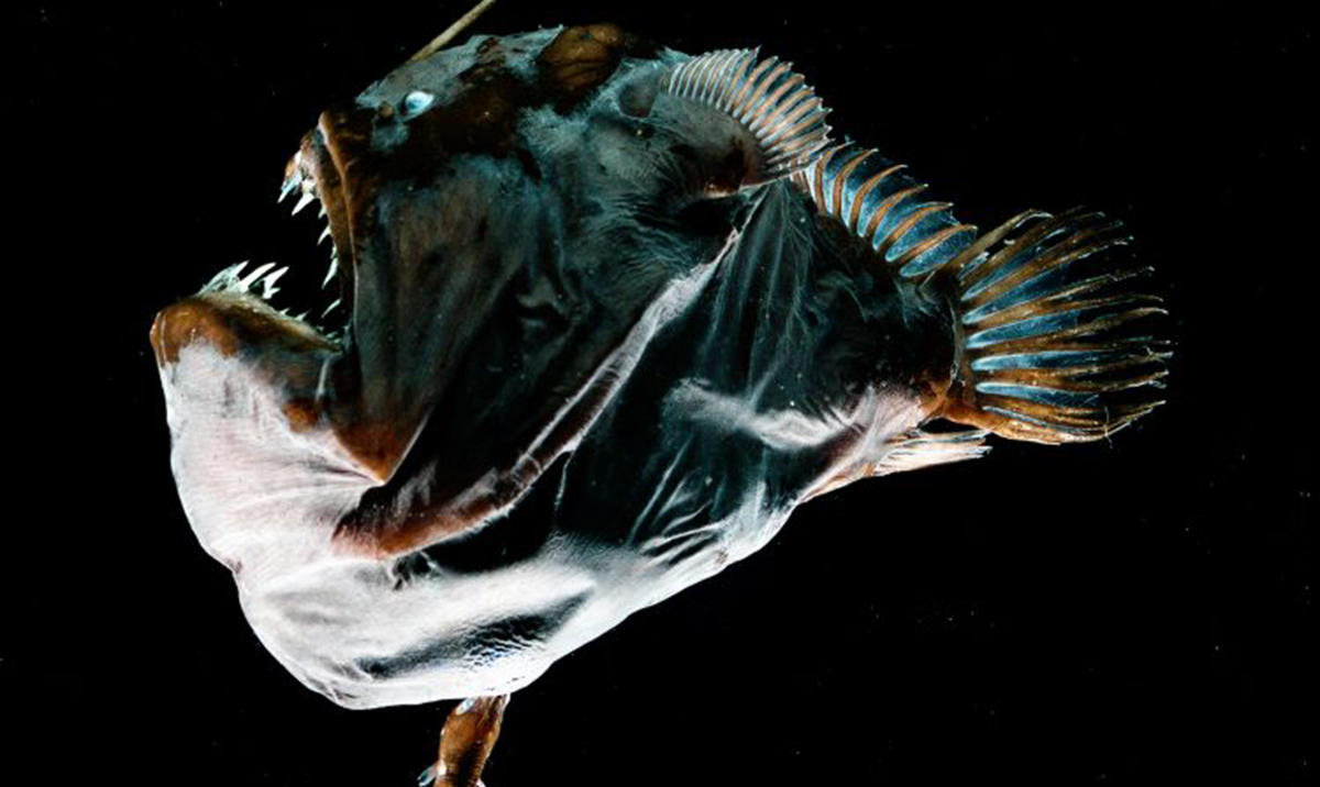Deep-sea anglerfishes have evolved a new type of immune system