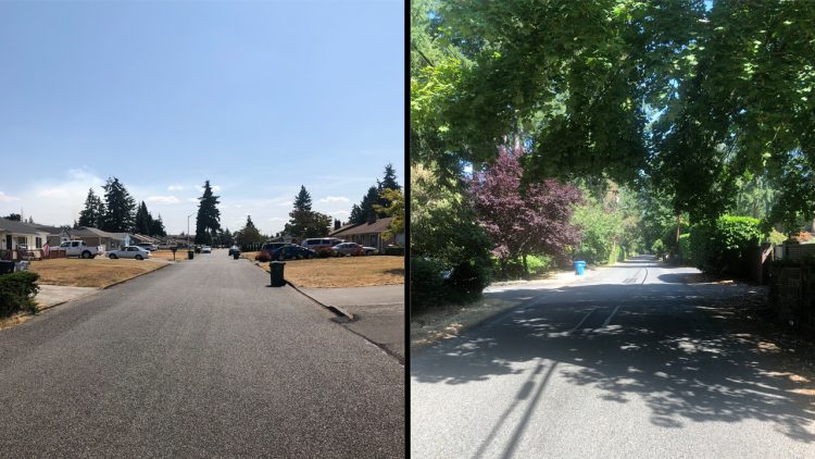 tree cover in different neighborhoods
