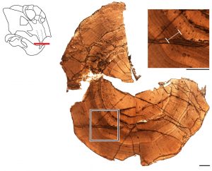 An image of a cross section of the tusk of an ancient vertebrate, showing rings of dentine deposited throughout its lifespan and evidence of a hibernation-like state.