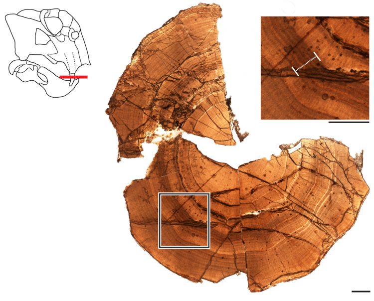 An image of a cross section of the tusk of an ancient vertebrate, showing rings of dentine deposited throughout its lifespan and evidence of a hibernation-like state.
