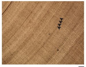 An image of a thin cross-section of the tusk of an ancient vertebrate that lived 250 million years ago in South Africa.