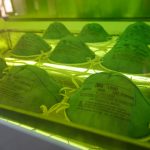 N95 masks under a green light