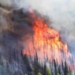 trees on fire
