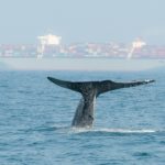 An image of a blue whale tail surfacing near a large cargo ship.