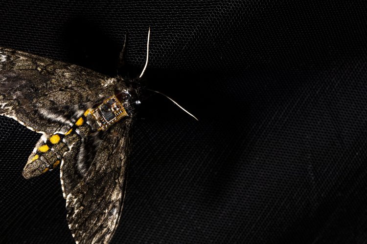 A moth with a sensor chip on its back