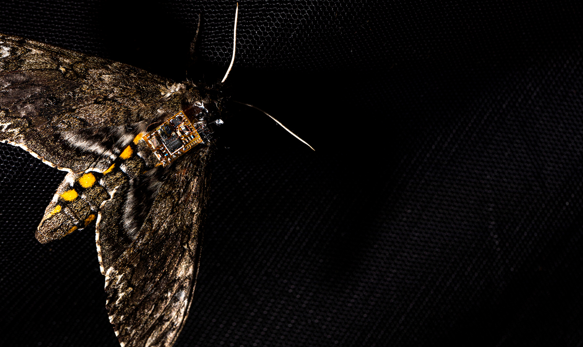Airdropping sensors from moths: Researchers use flying insects to drop sensors from air, land them safely on the ground