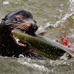 sea lion eating a salmon