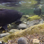 salmon underwater in stream
