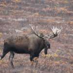 moose in field
