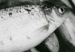 fish being harvested
