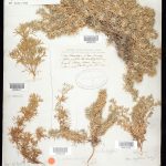 A photograph of a museum specimen of a now-extinct plant species.