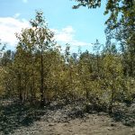 poplar trees along a river