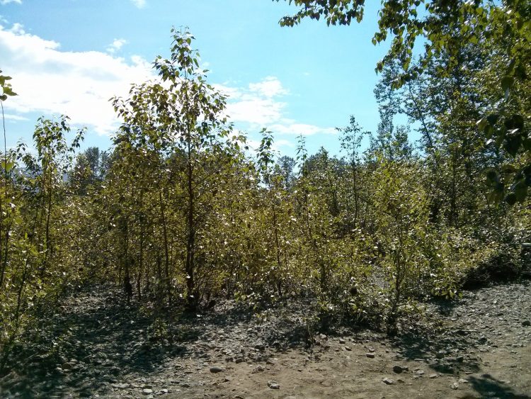 poplar trees along a river