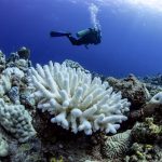 bleached corals in the sea
