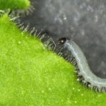 A photograph of a beet armyworm caterpillar crawling across the surface of a tobacco plant.