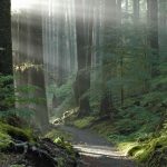 path through a forested area