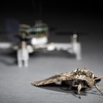 A hawkmoth in the lower right hand corner of the photo with an out of focus drone behind it