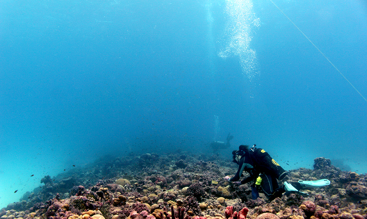 Coral recovery during a prolonged heatwave offers new hope