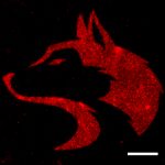Image of a biological scaffold for tissue engineering that has had proteins tethered to it in a specific pattern, in this case the University of Washington's former logo