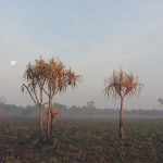 palm-like trees on a dry landscape